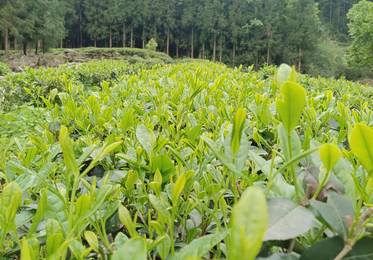 马边绿茶