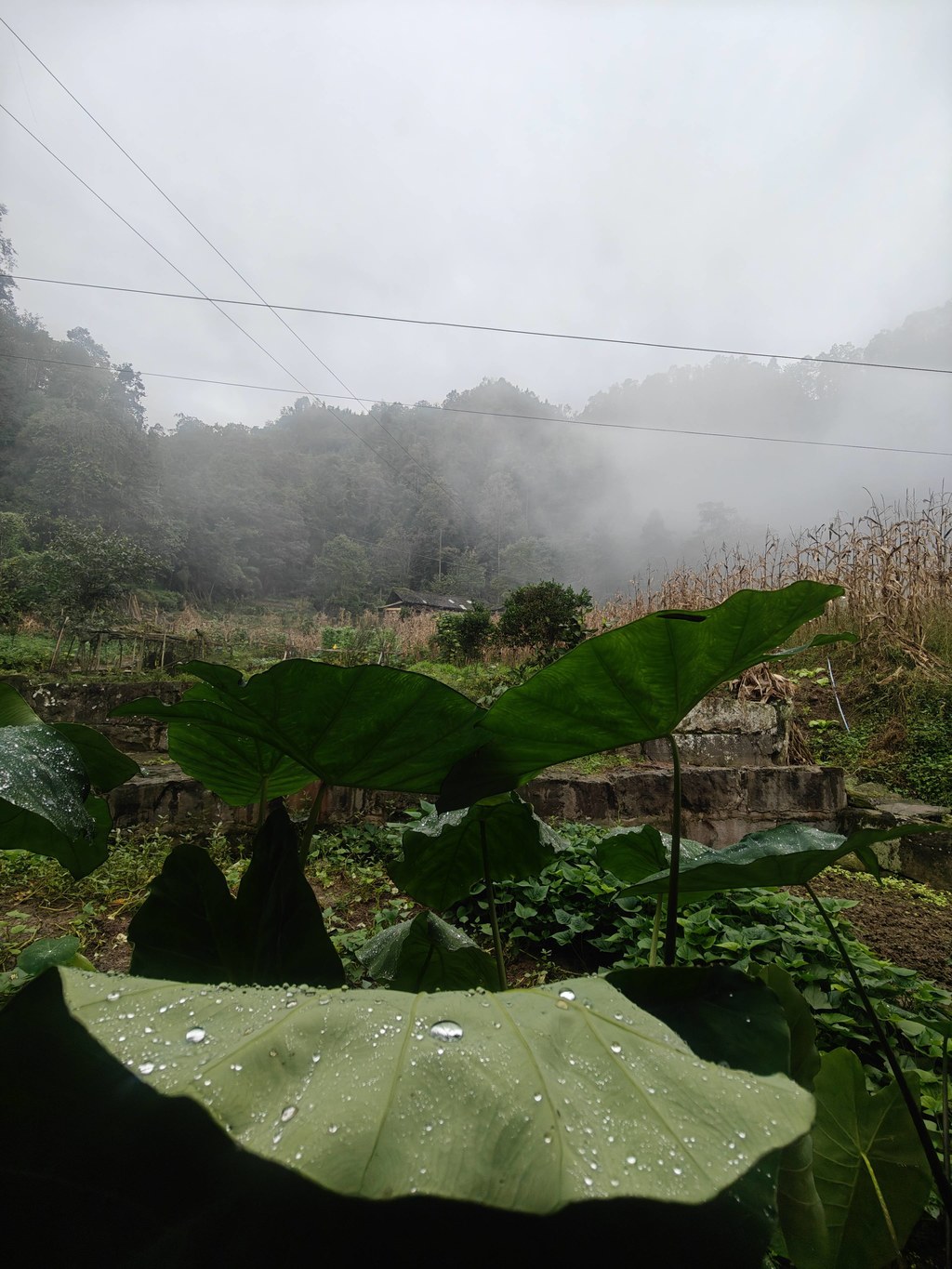湿翠乡野：芋叶凝珠裹翠，雾锁山巅护寨
