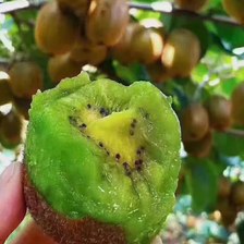 火龙果和猕猴桃哪个含糖高？控糖人群这样选