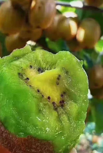 火龙果和猕猴桃哪个含糖高？控糖人群这样选