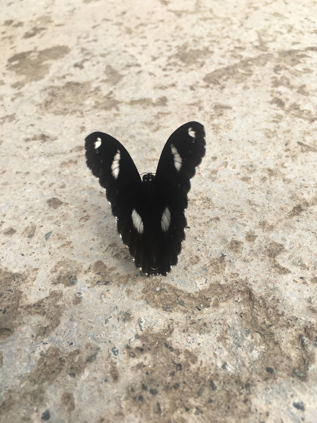 山野原生蝶类实拍：夜迷蛱蝶落足户外地面 黑翅缀紫斑的原生野境昆虫瞬间