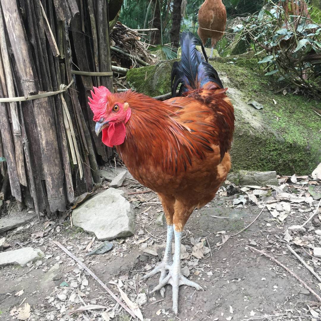 山野农特产实拍：彝乡原生环境散养土鸡 鲜亮羽色藏着马边山野馈赠的原生态本味