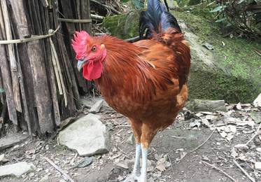 土鸡禁忌