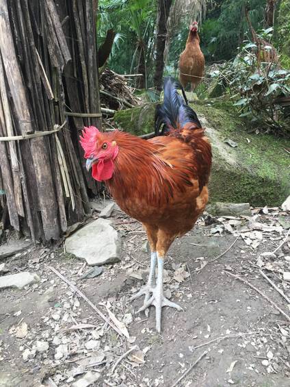 山野农特产实拍：彝乡原生环境散养土鸡 鲜亮羽色藏着马边山野馈赠的原生态本味