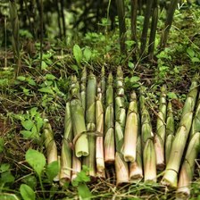 马边新鲜竹笋 深山现挖脆嫩爽口