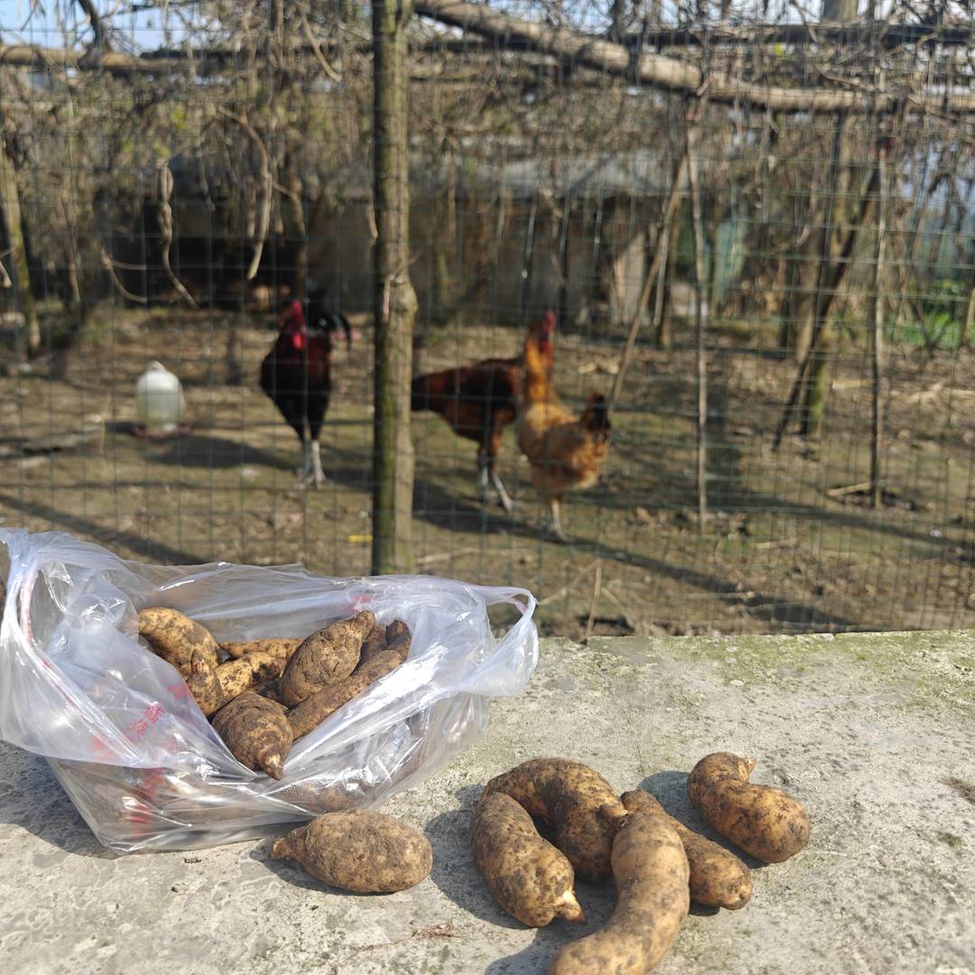 马边山野鲜货：刚采收的新鲜天麻堆袋摆放 是高山生态孕育的地域特色滋补特产