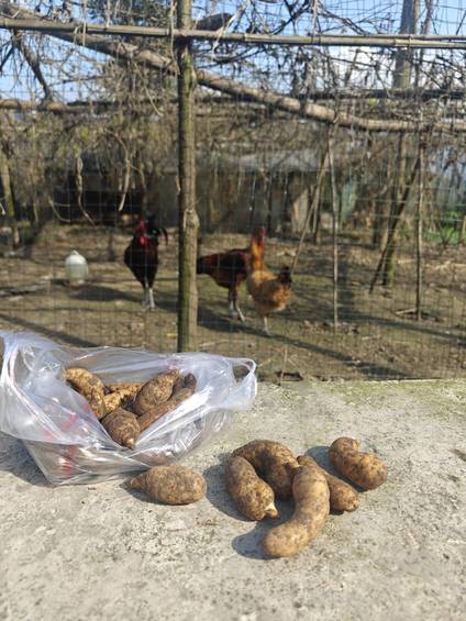 马边山野鲜货:刚采收的新鲜天麻堆袋摆放 是高山生态孕育的地域特色滋补特产