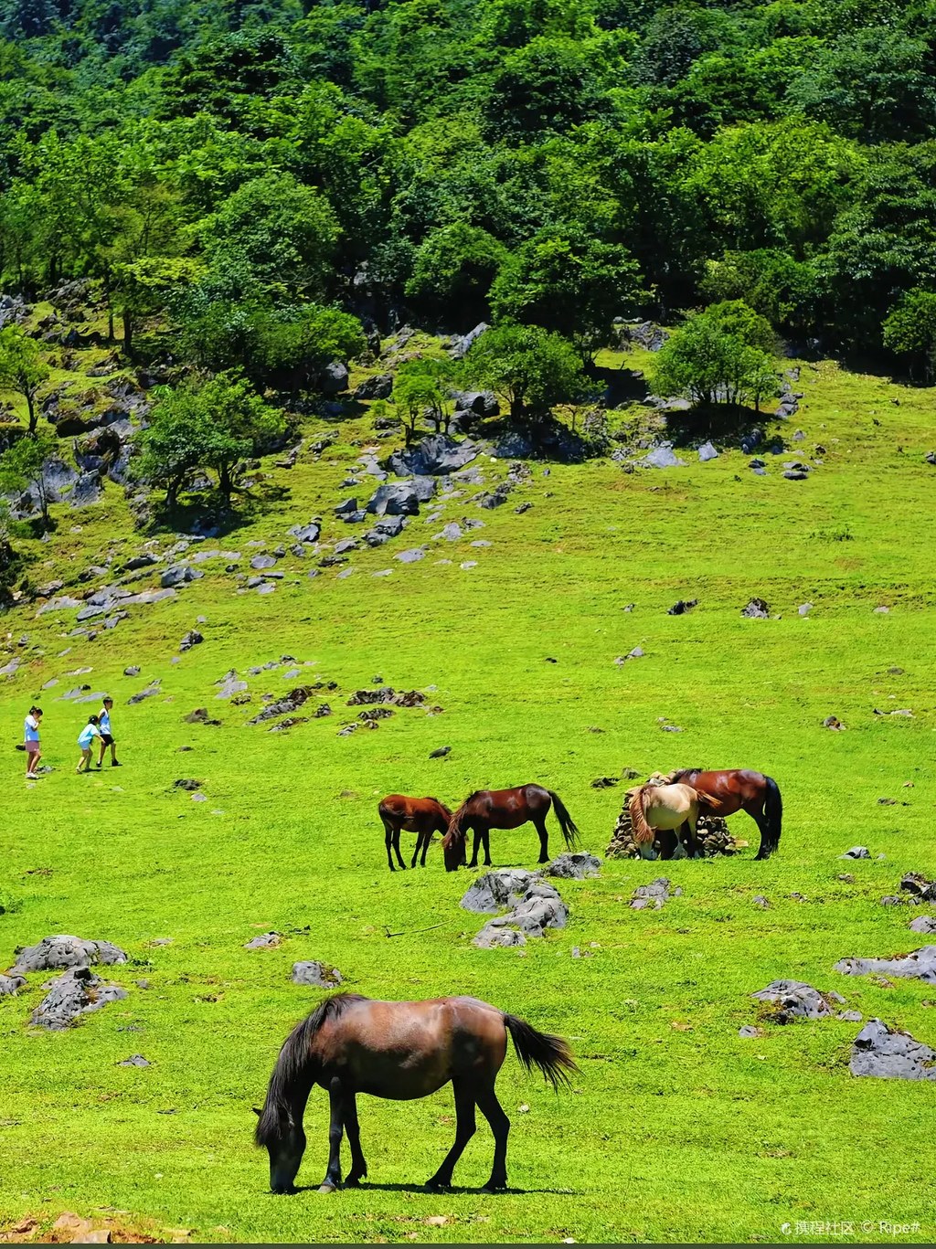 马边龚家坪的山野日常与四季风光实拍，既有晴日里草甸如茵、骏马悠然觅食的治愈画面，也有露营野餐、亲子游玩的鲜活瞬间；阴天云雾轻笼的朦胧意境，更衬出这片高山秘境的静谧辽阔，每一幕都藏着小凉山原生态的山野风情与松弛烟火气。