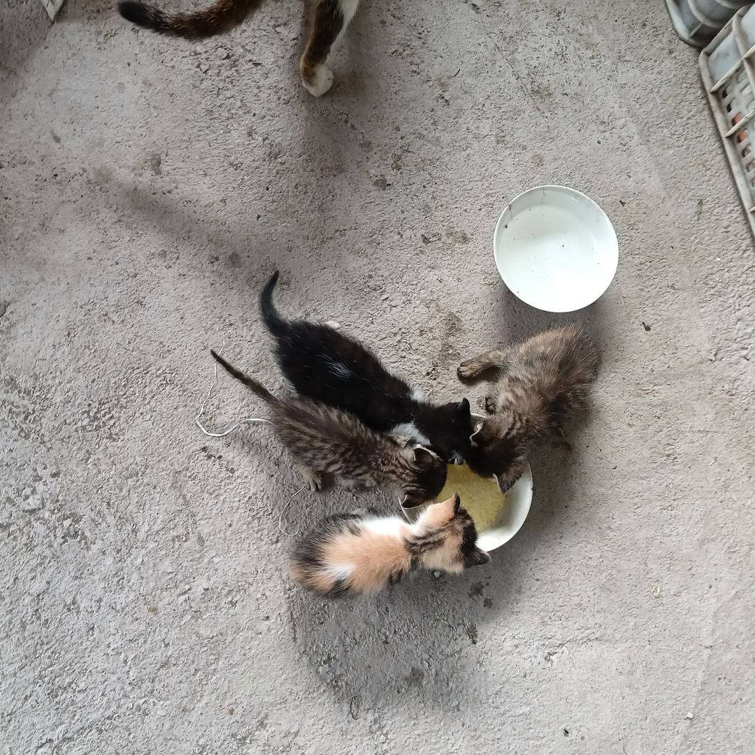 家中日常的毛茸温馨：幼猫围碗的进食帧，裹着本土家庭的烟火暖意